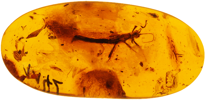 Amber inclusions