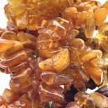 Bonsaï d'arbre à ambre