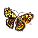 Large silver amber ring Butterfly